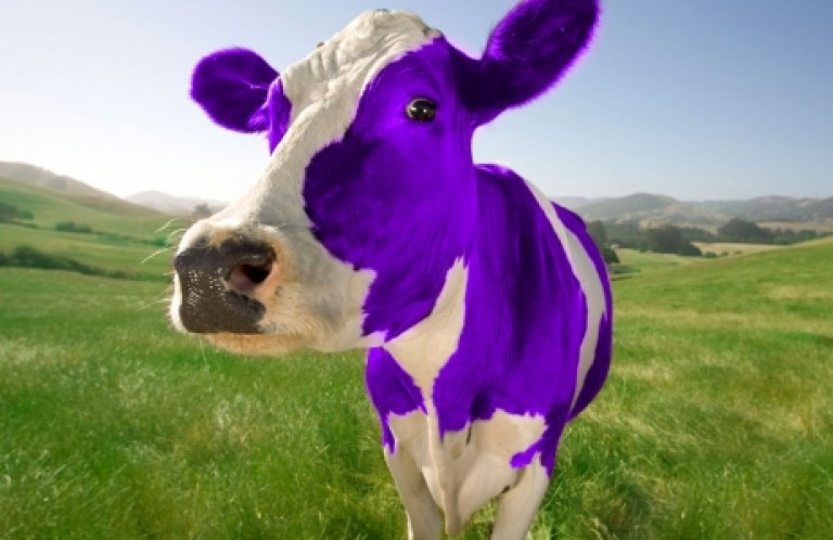Êtes-vous une vache violette?